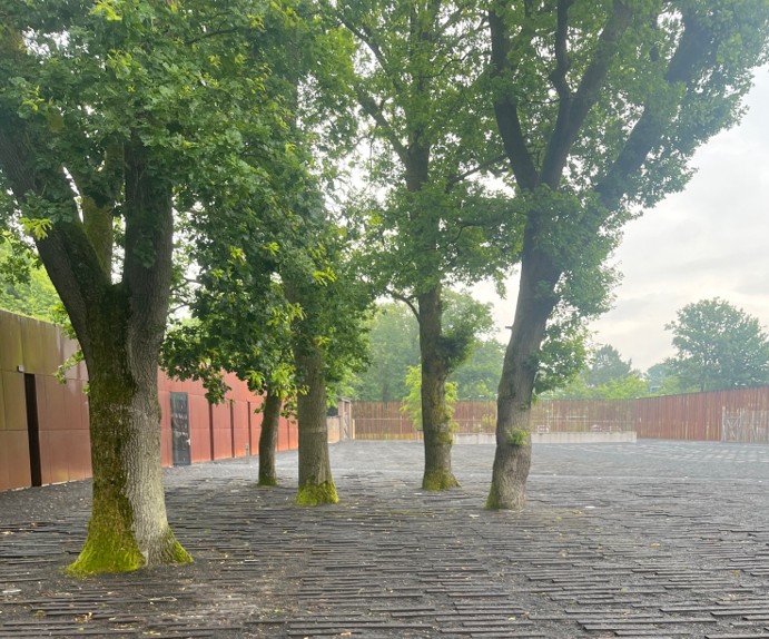 5 eikenbomen die in 1943 door de gevangen zijn geplant